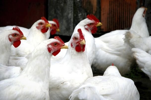 New lease on life for Inglewood Farms
